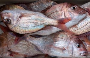 snapper