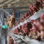 China reports first human case of H10N3 bird flu
