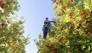 Seasonal workers from Sāmoa