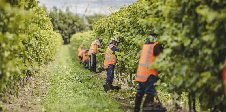 Fruit Picker