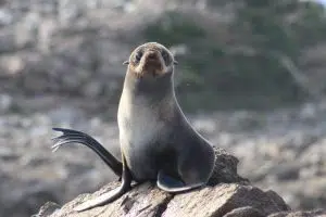 Seal