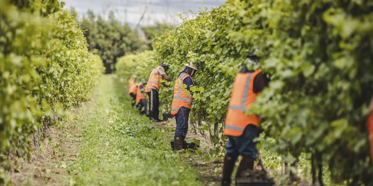 seasonal worker