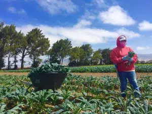 Farm_Worker