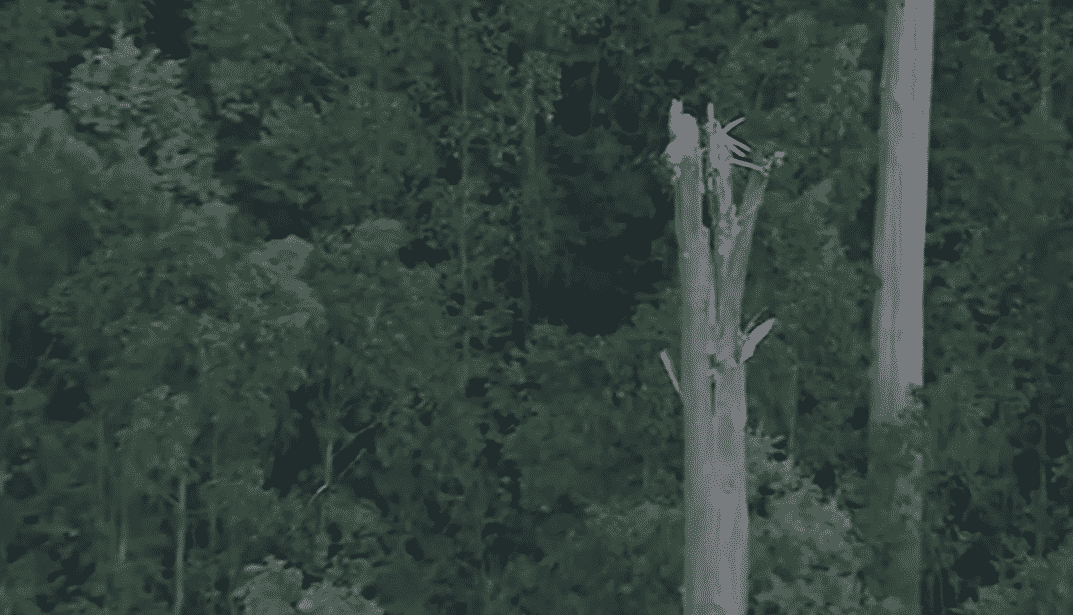 helicopter crashing into Mt Disappointment in Victoria