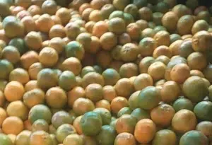 Samoan oranges (Moli)