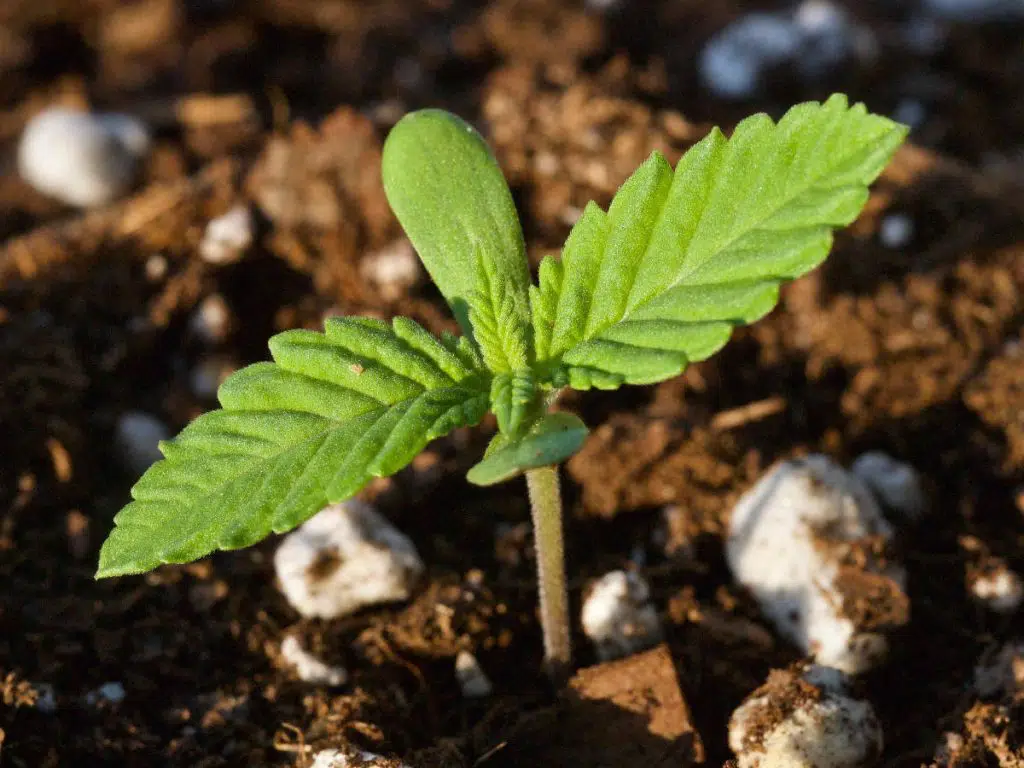 Cannabis seedling