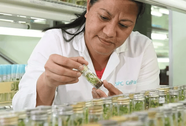 Pacific seed crops