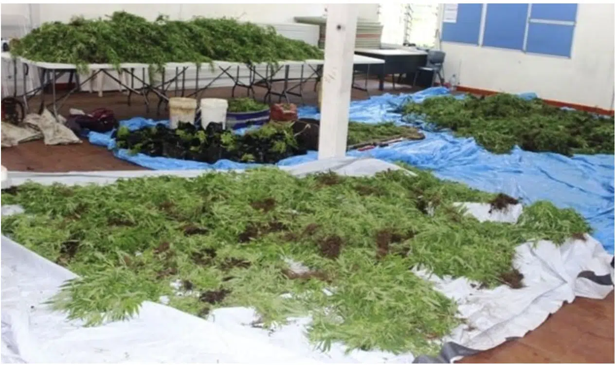 Marijuana seized by Samoan police