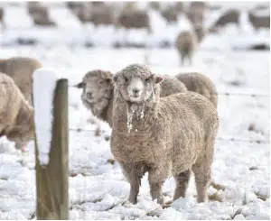 Sheep in the snow, near SH 85, in August