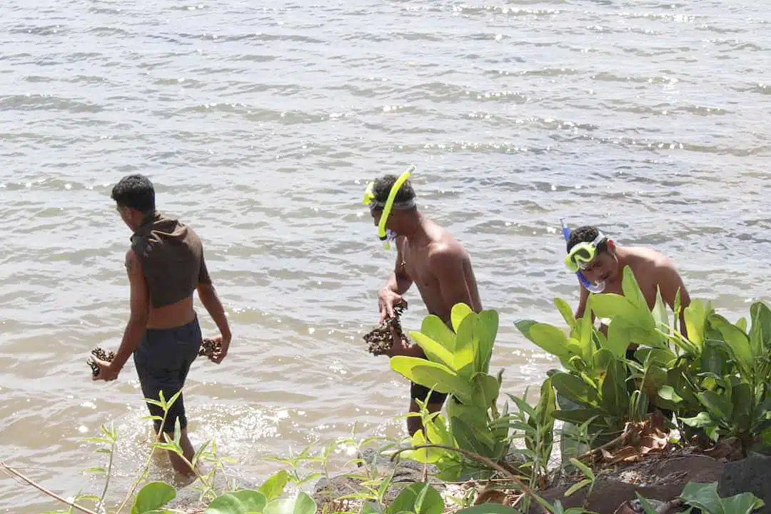 Maua avanoa o tupulaga talavou e maimoa ai i nisi o atinae oloo feagai ma le Malo