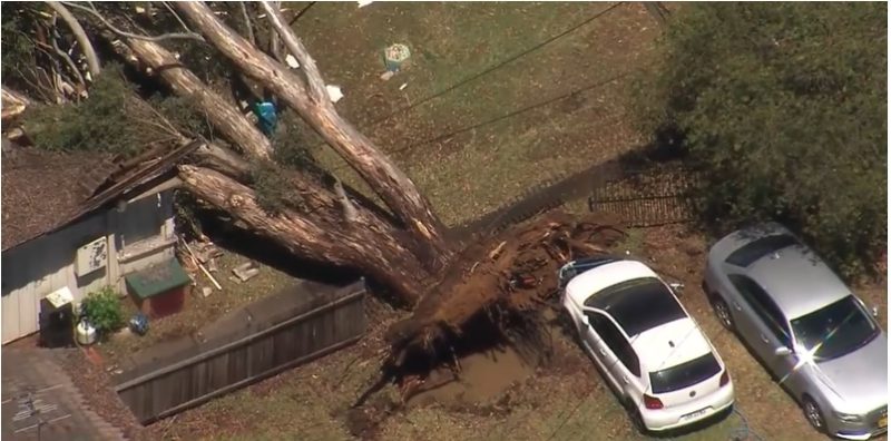 Emergency crews also responded to a large gum tree falling onto a house on Kurrajong Road at North St Marys