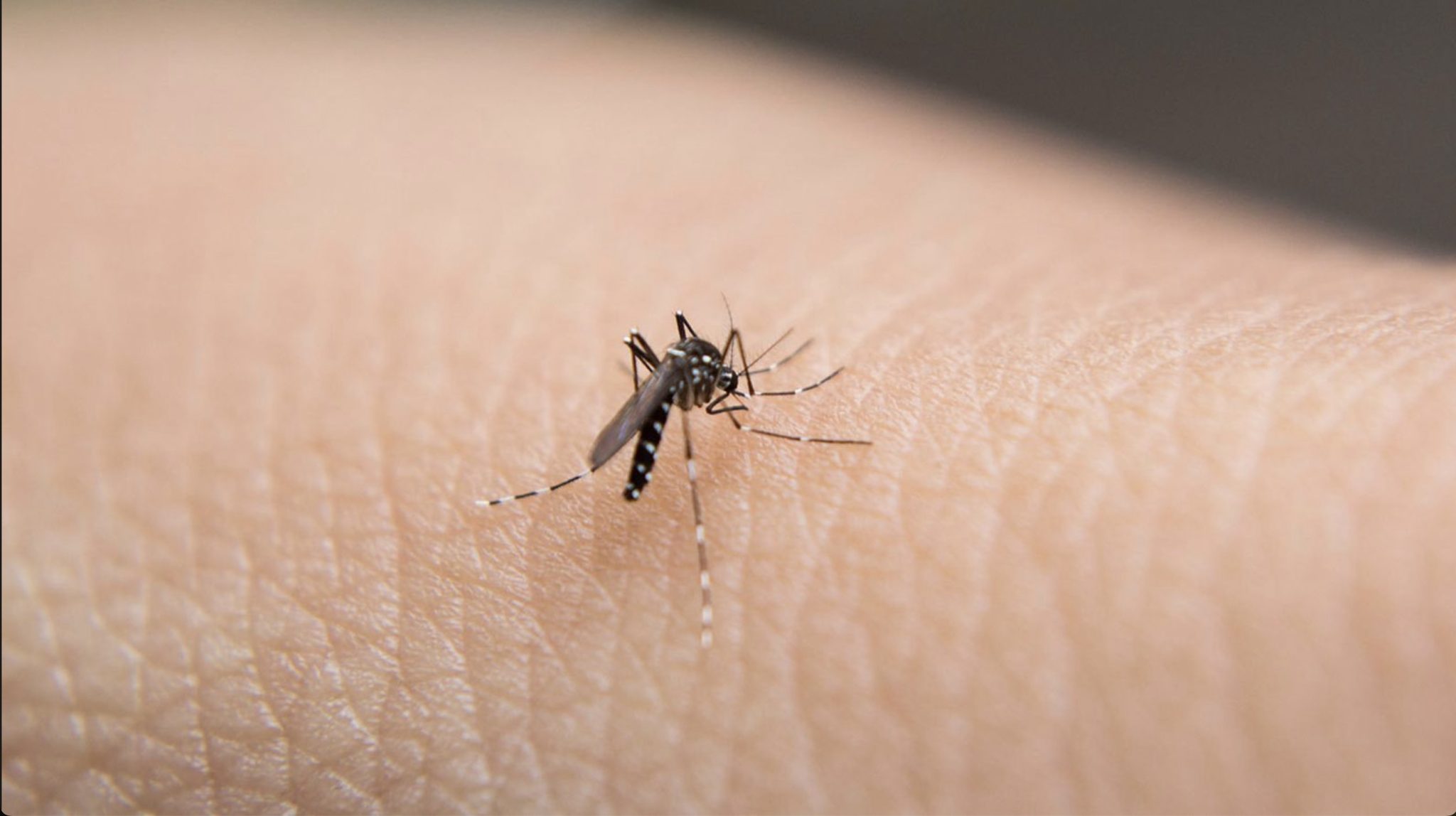 A potentially deadly mosquito borne virus has been detected in NSW.