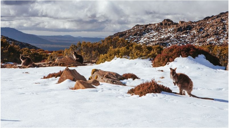 Tasmania could see more snow than usual on Christmas Day.