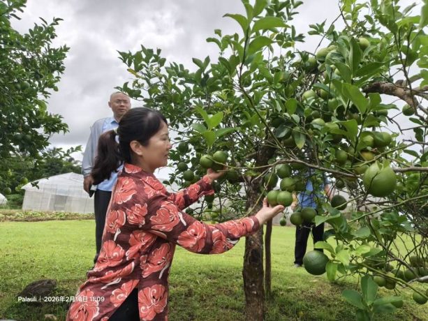 China in Samoa agriculture projects