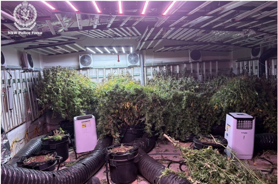 About $2.1 million of cannbis was found at the home.