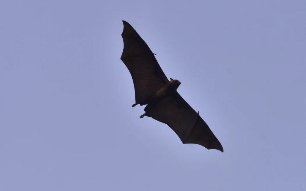 Fruit bats are the most common carriers of the nipah virus in IndiA