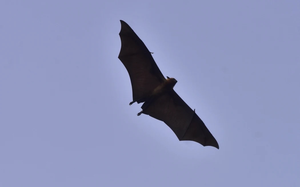 Fruit bats are the most common carriers of the nipah virus in IndiA