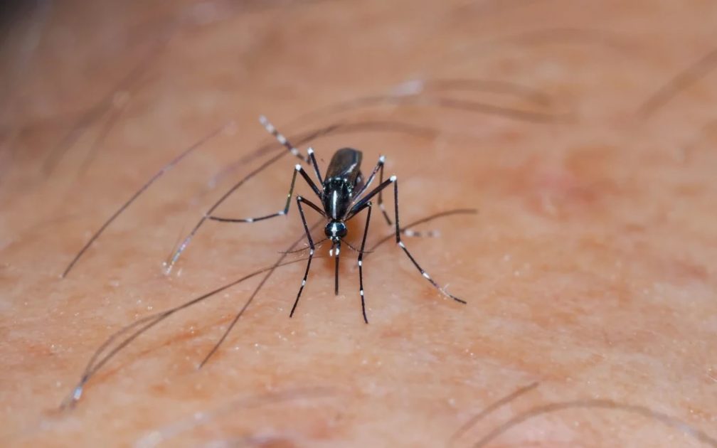 A dengue fever outbreak was declared on Friday.