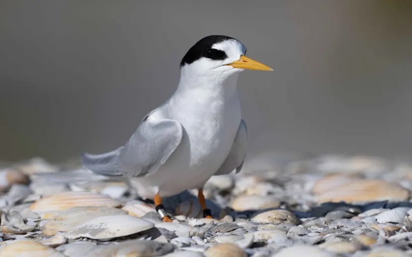 New Zealand's rarest endemic bird - the black-headed tara iti/fairy tern - could be wiped out by the strain of bird flu that's arrived in the country.