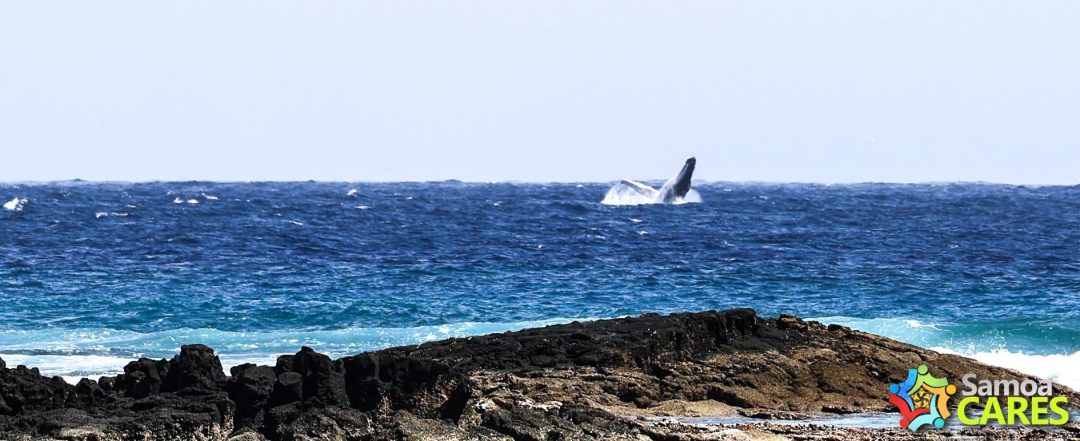 Whales in Samoa waters from August to November