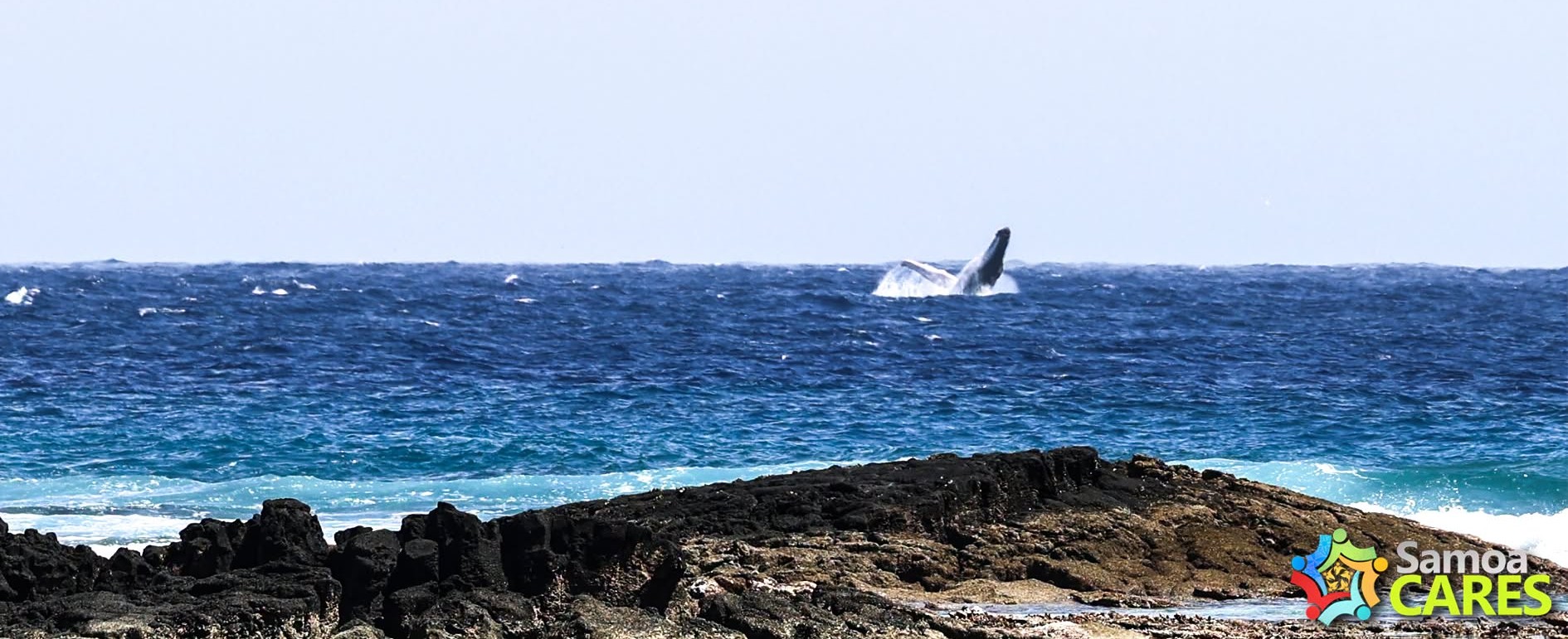 Whales in Samoa waters from August to November