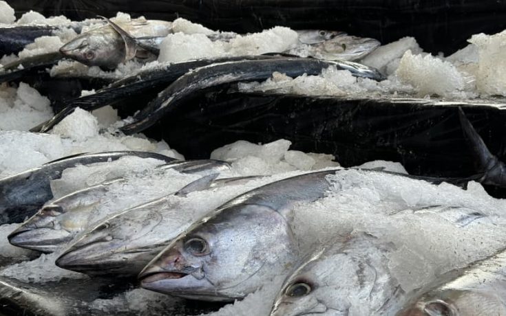 The FFA is the primary agency responsible for managing offshore tuna fisheries within 200-mile zones of its 17 member nations.