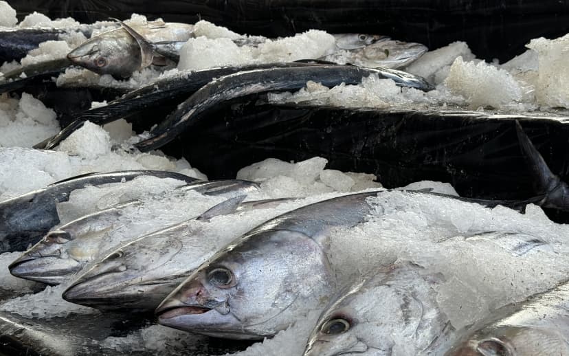 The FFA is the primary agency responsible for managing offshore tuna fisheries within 200-mile zones of its 17 member nations.